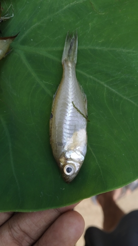 Elongate glass-perchlet (Chanda nama) — Ambassidae — 2
