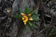 Pultenaea petiolaris