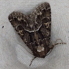 Thalpophila matura