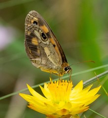 Heteronympha cordace