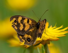 Heteronympha cordace