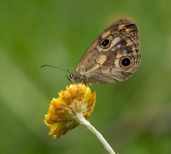 Heteronympha cordace