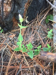 Agastache breviflora