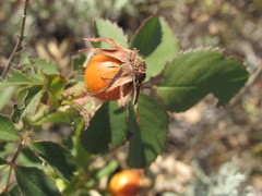 Rosa pygmaea