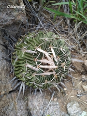 Echinofossulocactus dichroacanthus