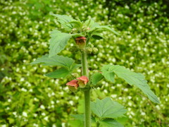 Scrophularia grandiflora