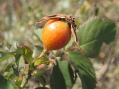Rosa pygmaea