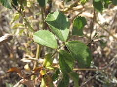Rosa pygmaea