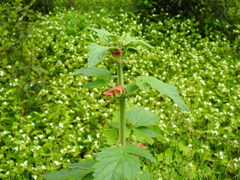 Scrophularia grandiflora