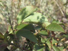 Rosa pygmaea