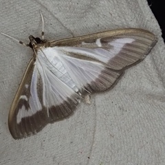 Cydalima perspectalis