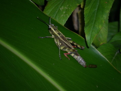 Traulia ornata iriomotensis