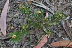 Pultenaea petiolaris