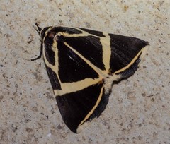 Fodina ostorius
