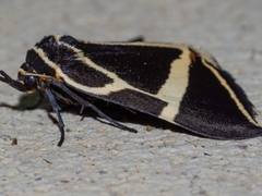 Fodina ostorius