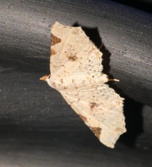 Prolophota trigonifera