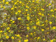 Deinandra corymbosa