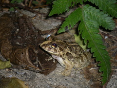 Fejervarya sakishimensis