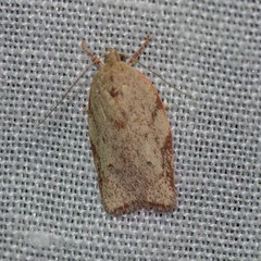 Euchaetis inceptella