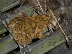 Fejervarya sakishimensis