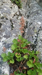 Heuchera rubescens