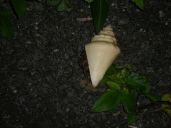 Coenobita cavipes