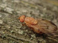 Minettia inusta