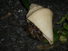 Coenobita cavipes