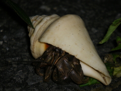 Coenobita cavipes