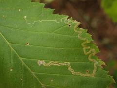 Stigmella lemniscella