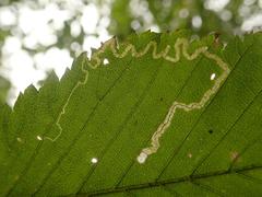 Stigmella lemniscella