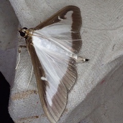 Cydalima perspectalis