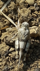 Oedipoda germanica