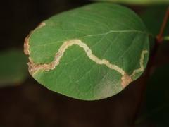 Aulagromyza hendeliana