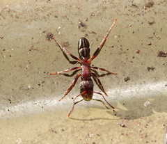 Rhytidoponera tasmaniensis