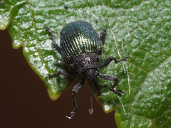 Ceutorhynchus erysimi