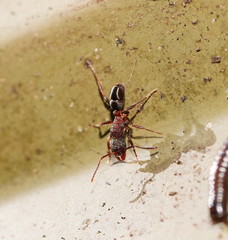 Rhytidoponera tasmaniensis