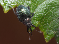 Ceutorhynchus erysimi