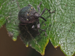 Ceutorhynchus erysimi