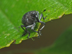 Ceutorhynchus erysimi