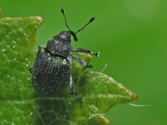 Ceutorhynchus erysimi