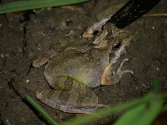 Yaeyama Kajika Frog photo 1