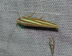Catoryctis eugramma