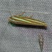 Catoryctis eugramma - Photo (c) Paul Whitington, some rights reserved (CC BY-NC-ND), uploaded by Paul Whitington