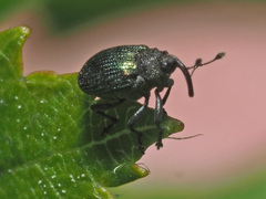 Ceutorhynchus erysimi