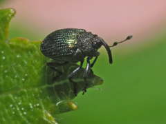 Ceutorhynchus erysimi