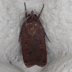 Noctua pronuba