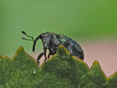 Ceutorhynchus erysimi