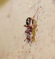 Rhytidoponera tasmaniensis