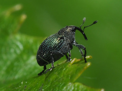 Ceutorhynchus erysimi